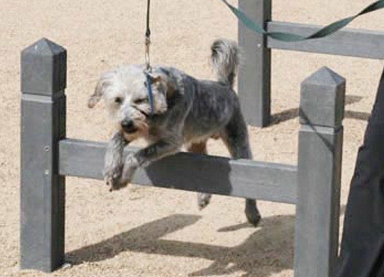 Integrated Recycled Plastic Paws4Play